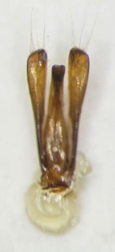 Gyrinus dejeani